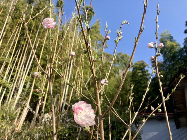 咲き始めた花桃
