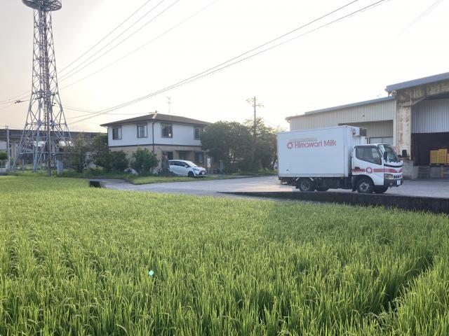 田んぼと水と、蝉の声