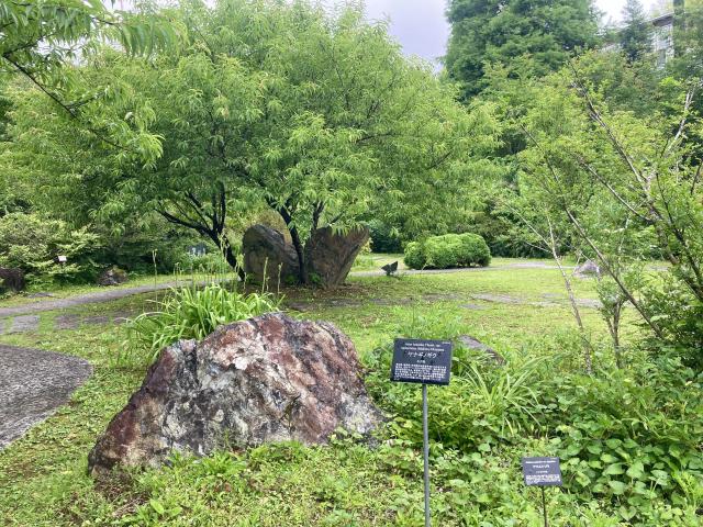 牧野植物園の蛇紋岩