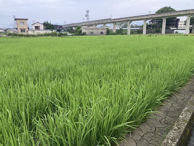 極早稲米と梅雨と飼料