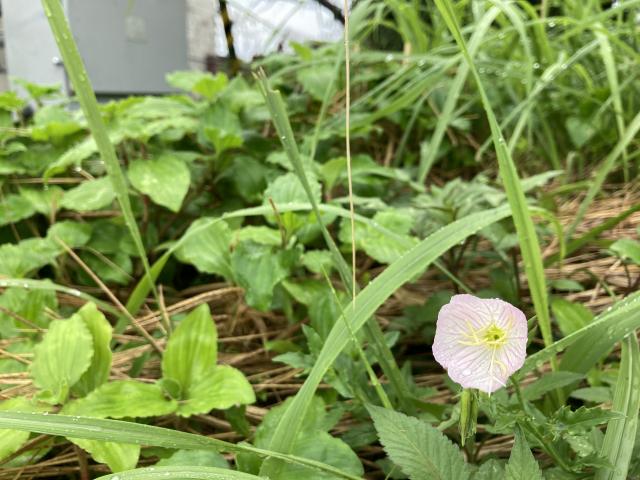 雨とセミの声とヒルザキツキミソウ
