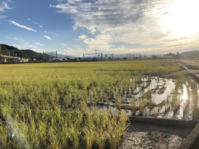 布師田の朝、JR車庫の朝