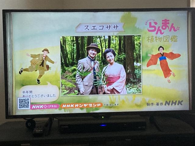 らんまん