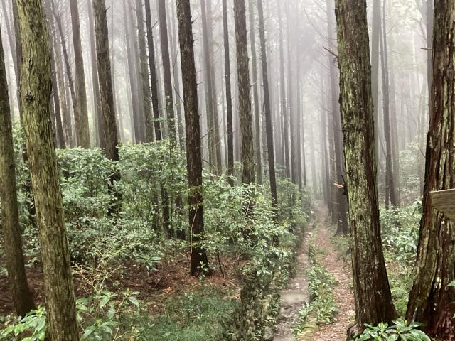劣化した森と豊かな森