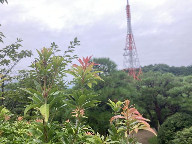 五台山の馬酔木