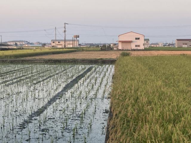 モザイク模様の美しさ