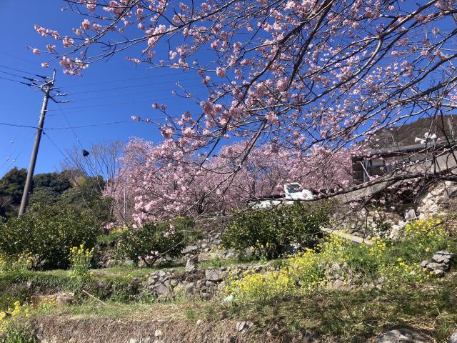 桑田山の雪割桜と青い山脈