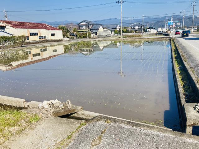 田植え、始まる