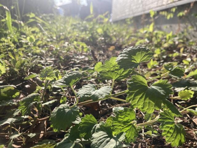 部屋の外のカキドオシ