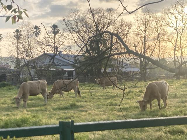 練兵場に、あかうし